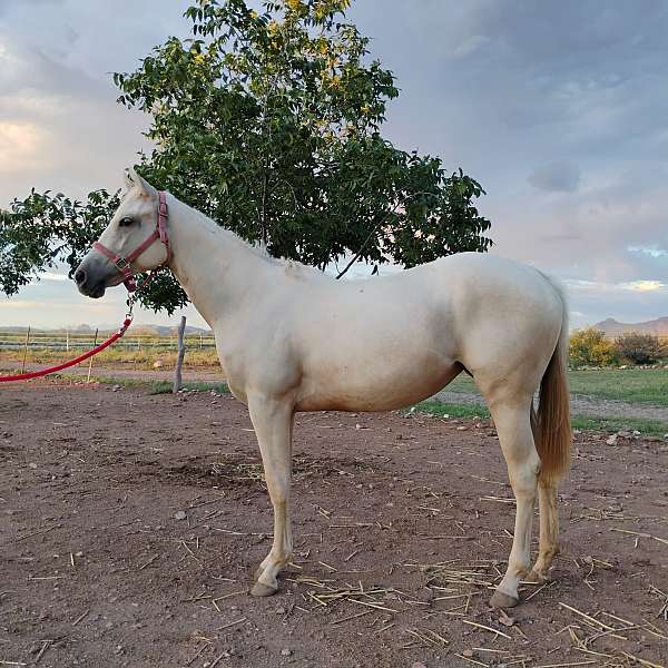 white-blaze-horse