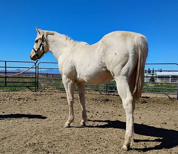 all-around-appendix-horse