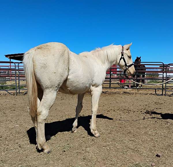 athletic-appendix-horse