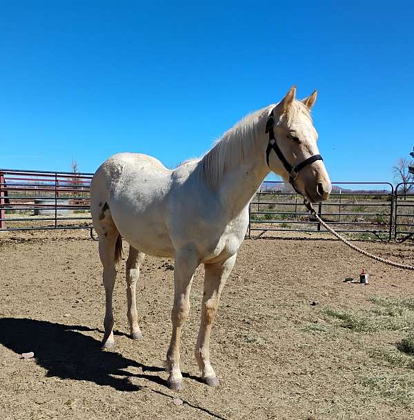 english-riding-filly