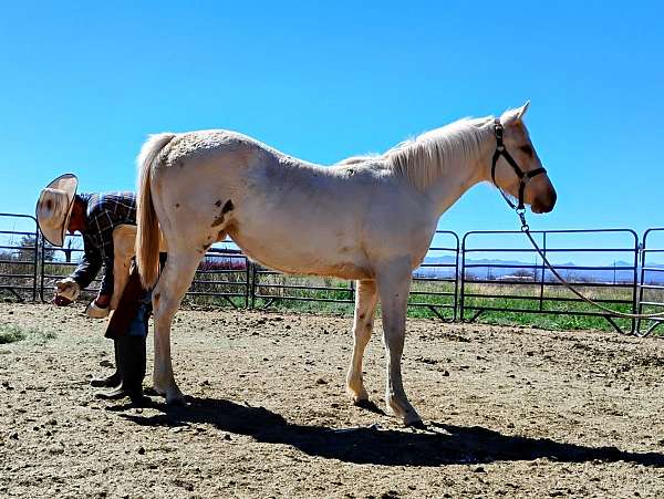 bathes-filly
