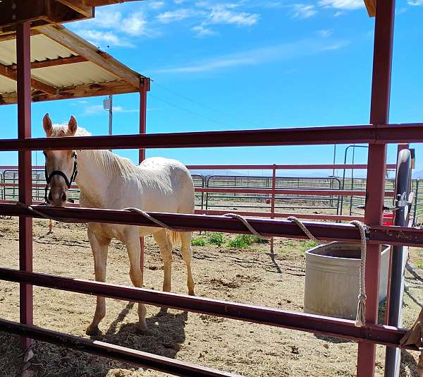 barrel-horse-prospect-filly