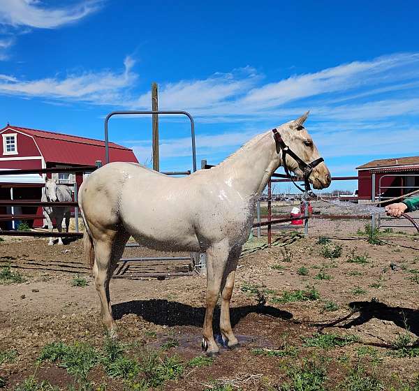 great-trail-filly