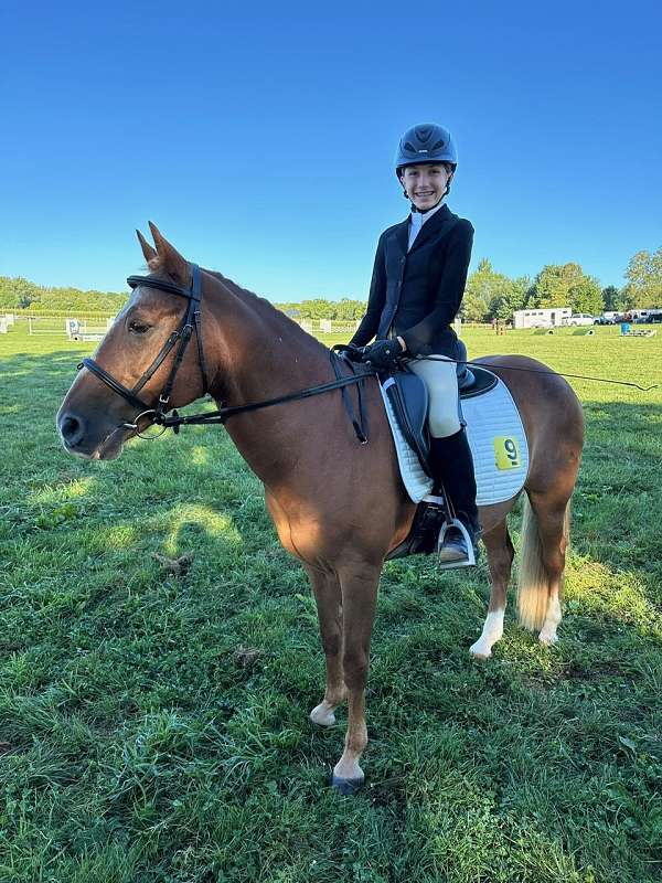 blaze-three-socks-horse