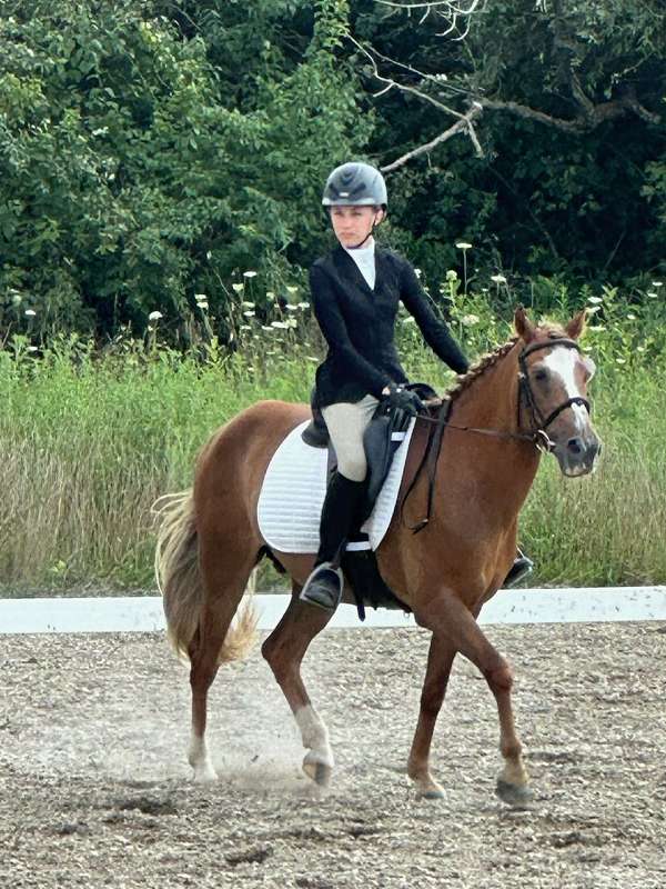 chestnut-blaze-three-socks-horse