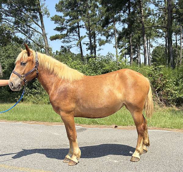 sorrel-mare-for-sale