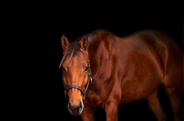 eventing-thoroughbred-horse