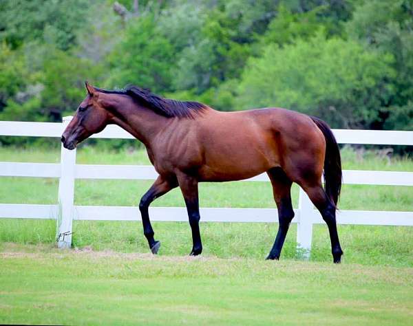 barrel-prospent-thoroughbred-horse