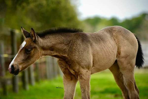 recipient-thoroughbred-horse