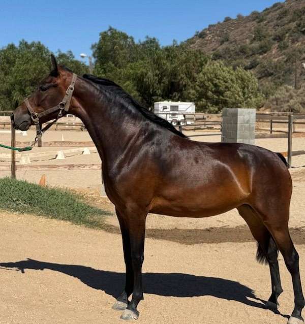 eager-to-please-morgan-horse