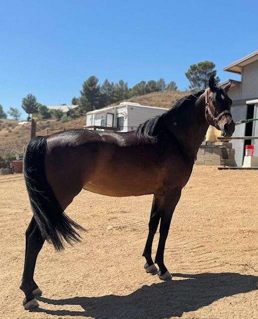 great-personality-morgan-horse