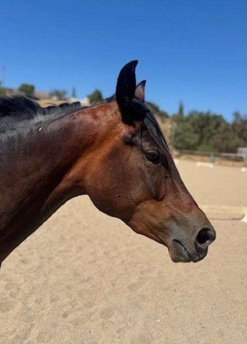 honor-morgan-horse