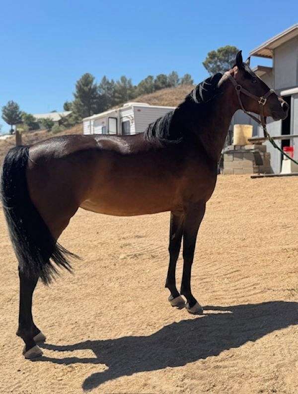 king-morgan-horse