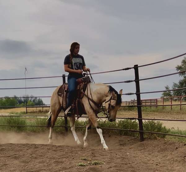 buckskin-overo-reined-cow-horse