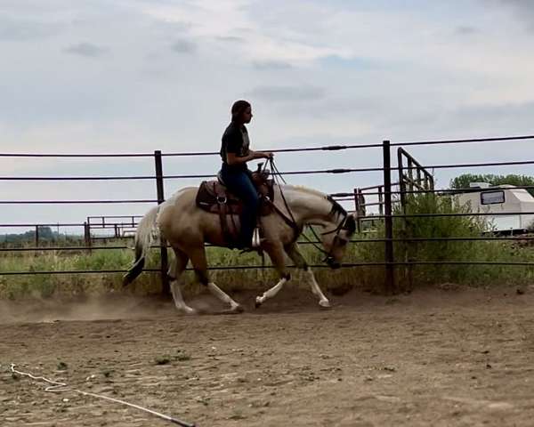 buckskin-overo-reining-horse