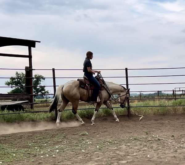 all-around-paint-horse