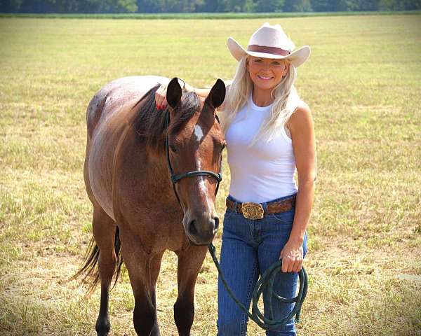 quarter-horse