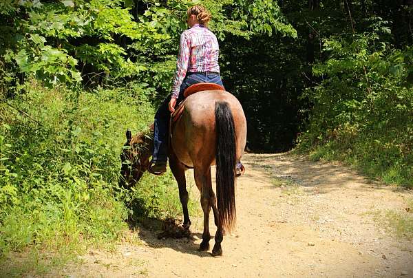 bay-roan-none-horse