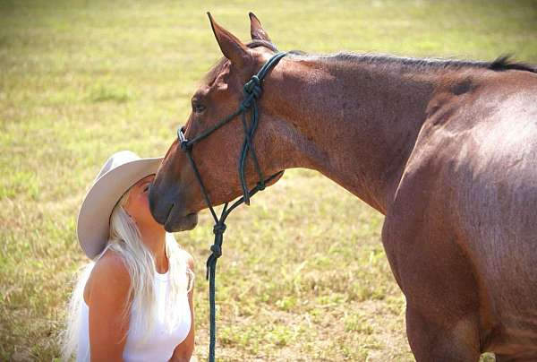 beginner-safe-quarter-horse