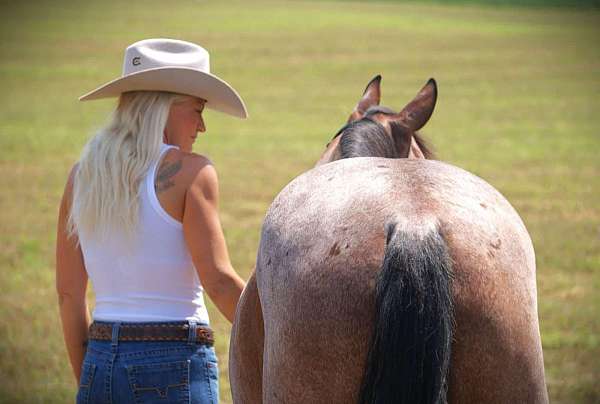 family-horse-quarter