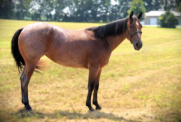 all-around-quarter-horse
