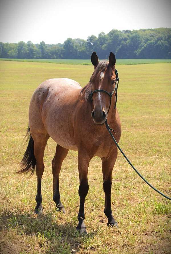 athletic-quarter-horse