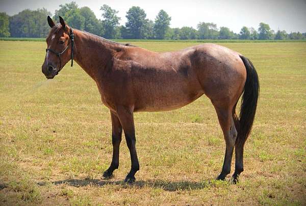 beginner-quarter-horse