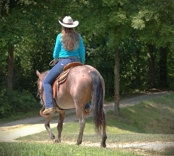 experienced-quarter-horse