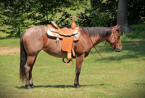 husband-safe-quarter-horse