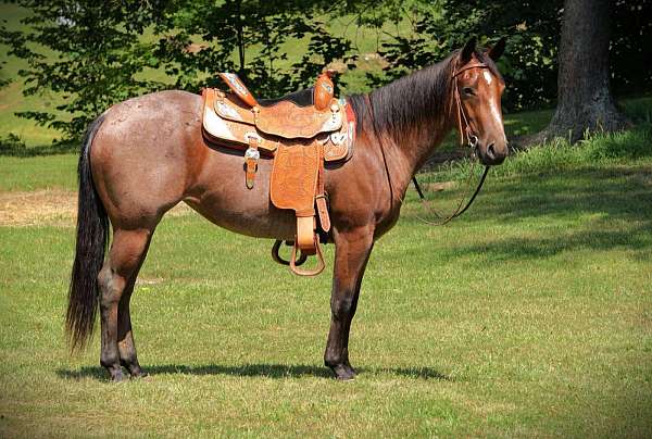 kid-safe-quarter-horse