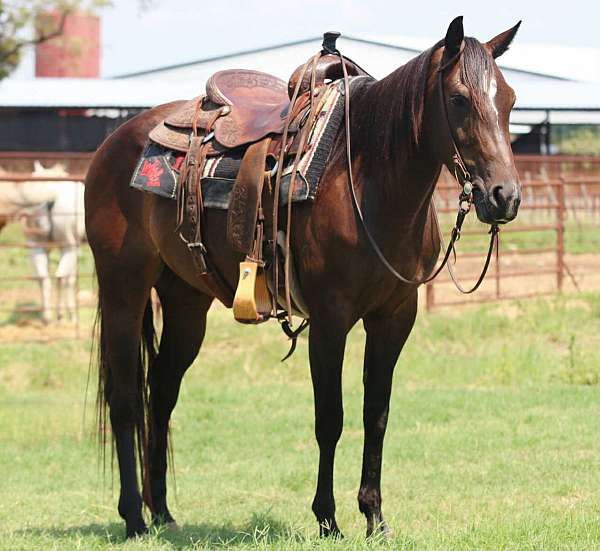 bay-star-horse