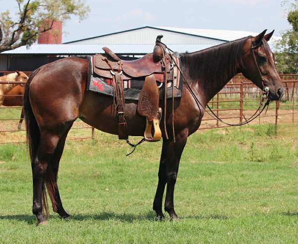 quarter-horse