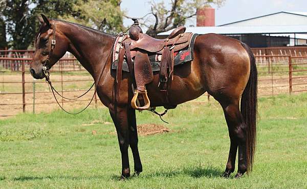 beginner-safe-quarter-horse