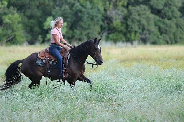 family-horse-quarter