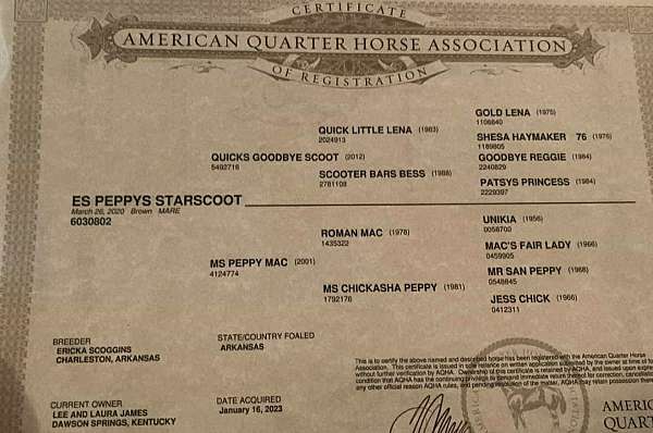 ranch-work-quarter-horse