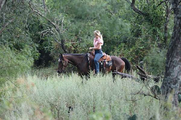 beginner-quarter-horse