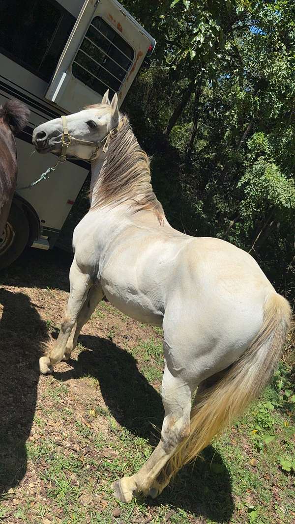 project-draft-pony
