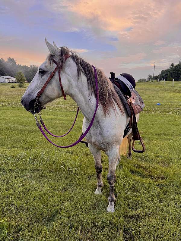 pony-gelding