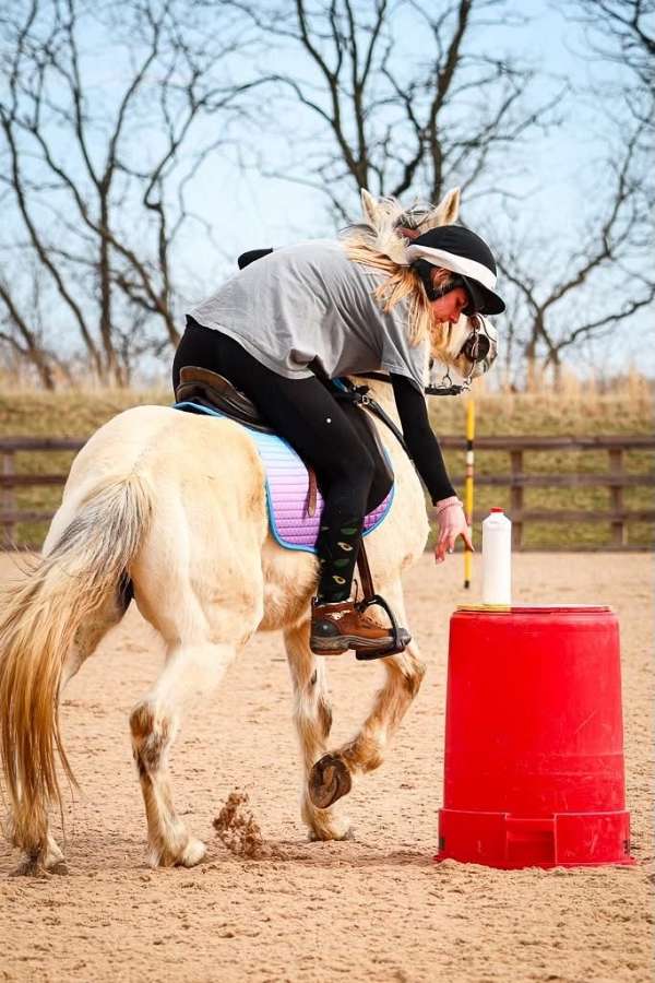 pony-for-sale