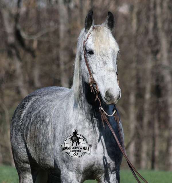 beginner-safe-quarter-horse