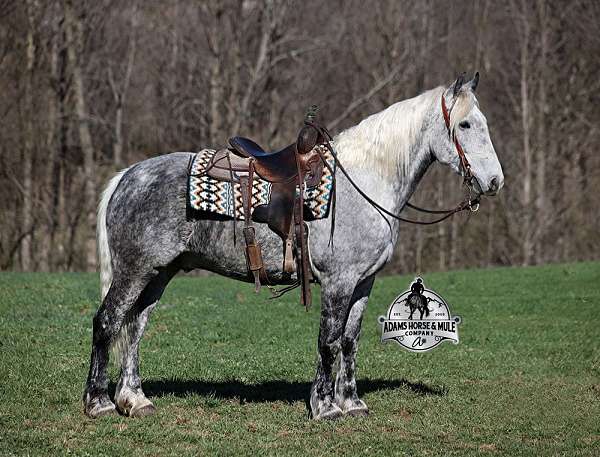family-horse-quarter