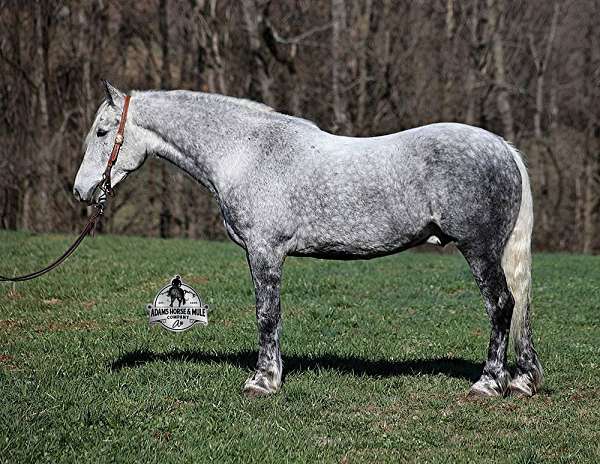 quarter-horse