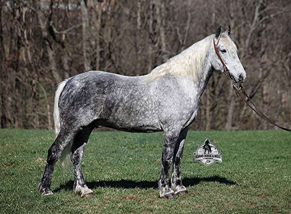 ranch-work-quarter-horse