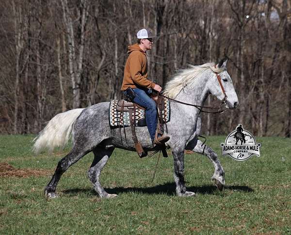 trail-quarter-horse