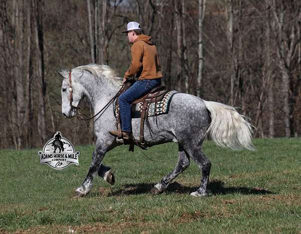 athletic-quarter-horse