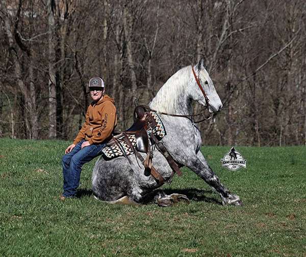 experienced-quarter-horse
