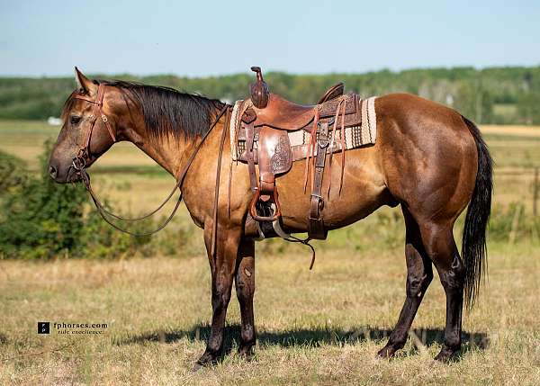 smokey-black-reined-cow-horse