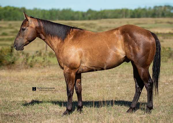 smokey-black-trail-class-competition-horse
