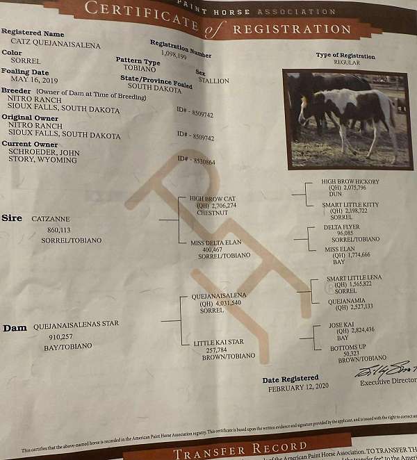 horse-care-mare