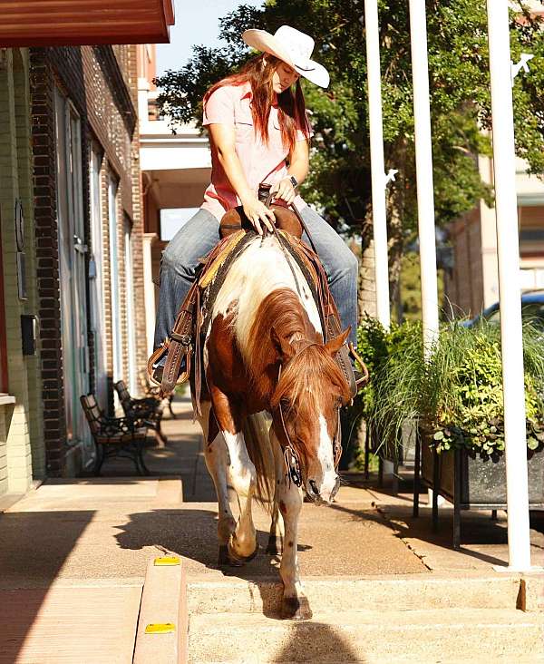 all-around-quarter-horse